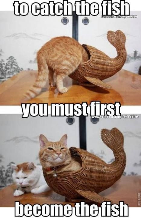 To catch fish -  Funniest Cat Memes Collection #meme awesome