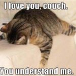 Top Funniest Memes Collection #pic cat