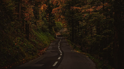Road, path, trees, bushes, branches, autumn

 + Download Wallpapers