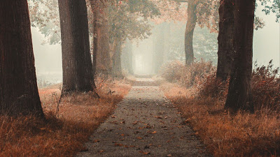 Autumn, fog, trees, forest, alley, road

 + Download Wallpapers