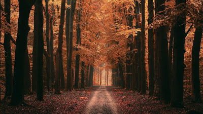 Screen background Forest, alley, trees, road, autumn, leaves

 + Download Wallpapers