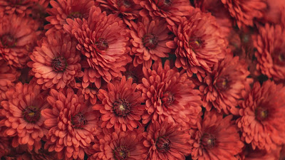 Flowers, Chrysanthemum, Red, Photography, Macro

 + Download Wallpapers