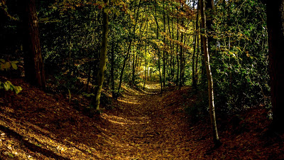 Autumn, forest, path, trees, leaves

 + Download Wallpapers