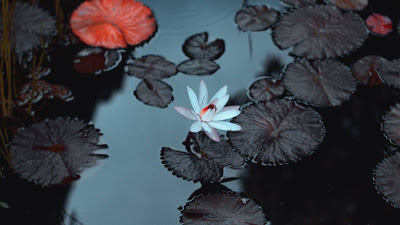 Lily Wallpaper, White Flower, Lake, Leaves

 + Download Wallpapers