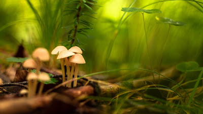 Forest, mushrooms, plants, dried leaves, twig

 + Download Wallpapers