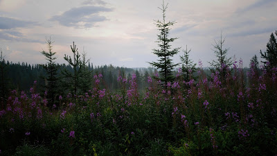 Spruce wallpaper, tree, forest, purple flowers

 + Download Wallpapers