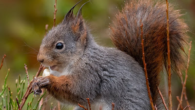 Wallpaper Funny squirrel, rodent, grass + Download Wallpapers 2023