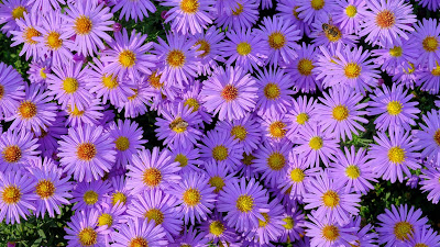 Wallpaper Symphiotrichum, Purple Flowers, Garden

 + Download Wallpapers