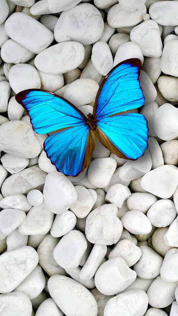 IPhone wallpaper with blue butterfly

 + Download Wallpapers