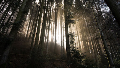 Wallpaper Dawn, Sunlight, Nature, Forest, Trees

 + Download Wallpapers