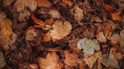 Autumn, fallen leaves, leaves, dry, brown

 + Download Wallpapers