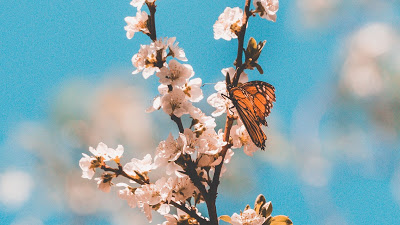 HD butterfly wallpaper, twig, flowers, macro

 + Download Wallpapers