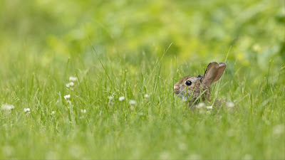 Little Rabbit Wallpaper, Grass, Animal Full HD

 + Download Wallpapers