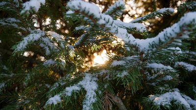 HD Wallpaper Winter spruce, branches, snow

 + Download Wallpapers