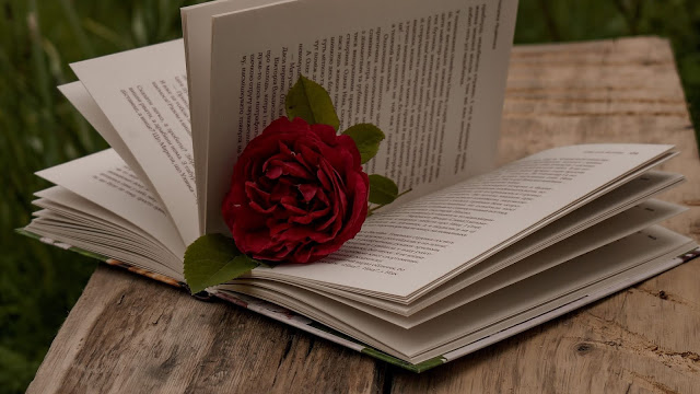 Beautiful red rose flower over open book + Download Wallpapers 2023