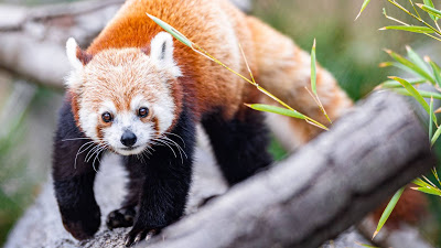 Red Panda Wallpaper, Cute Animal

 + Download Wallpapers