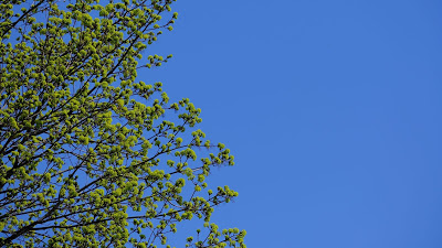 Beautiful tree on blue sky background

 + Download Wallpapers