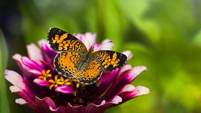 Butterfly wallpaper

 + Download Wallpapers