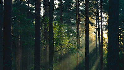 Wallpaper of the sun rays through the forest

 + Download Wallpapers