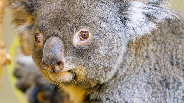 Koala desktop wallpaper+ Wallpapers Download