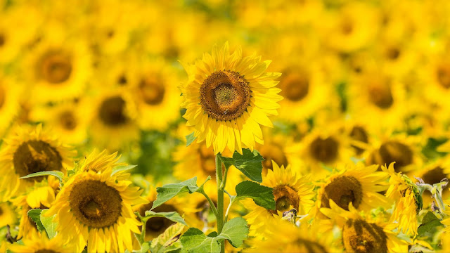 IPhone Wallpaper Sunflower Oil and Desktop+ Wallpapers Download