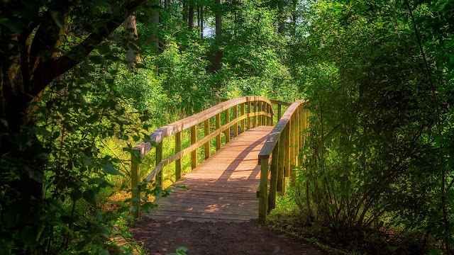 Bridge, forest, trees, nature wallpaper+ Wallpapers Download