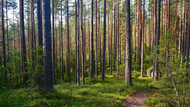 Pine Forest Wallpaper, Path, Nature+ Wallpapers Download