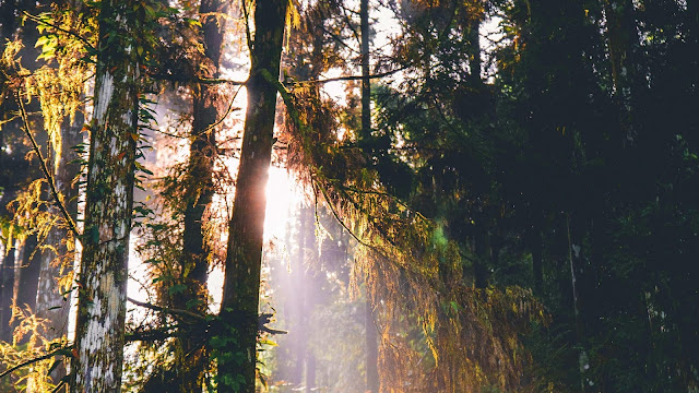 Wallpaper forest, trees, sunlight+ Wallpapers Download