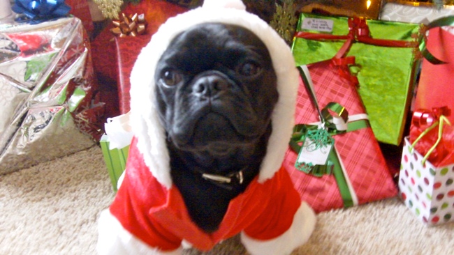 Merry Christmas Outfits for Dogs