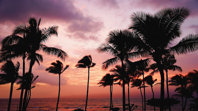 Coconut, Phoenix, Silhouette, Sea, Sunset, Twilight+ Wallpapers Download