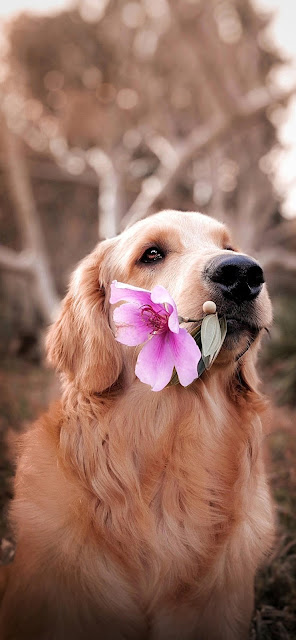 Wallpaper Dog Holding Flower In Mouth iphone 13+ Wallpapers Download