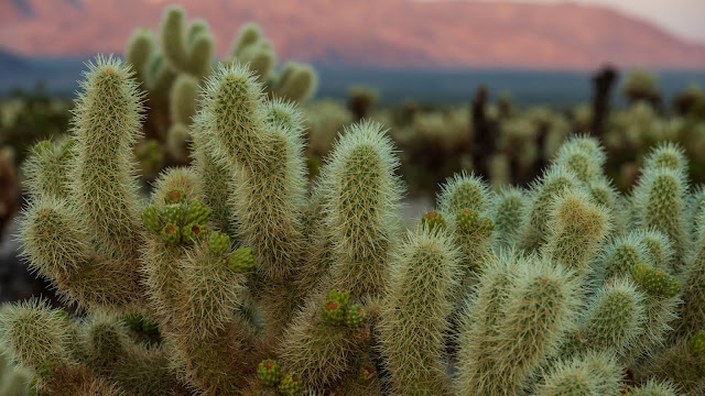 Desert cactus wallpaper image background+ Wallpapers Download