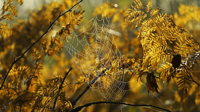 Spider wallpaper, branches, macro+ Wallpapers Download