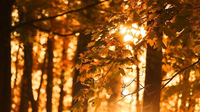 Forest Sunlight Wallpaper Autumn leaves+ Wallpapers Download