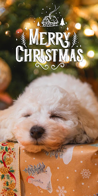 Cute iPhone puppy Christmas wallpaper+ Wallpapers Download