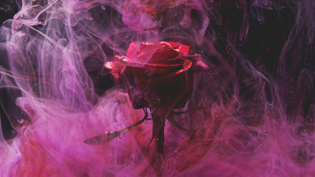 Smoke Rose Flower Wallpaper+ Wallpapers Download