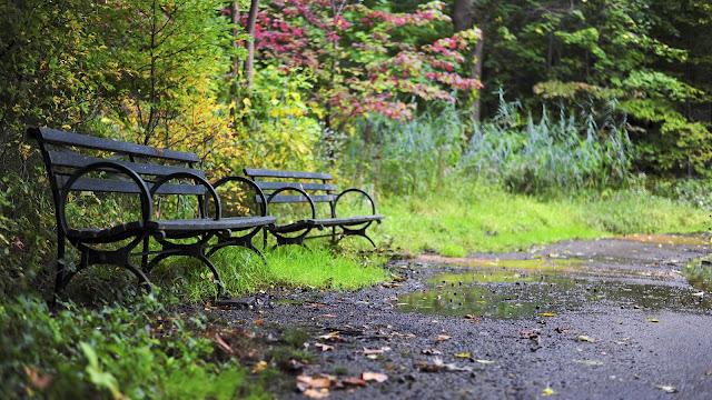 Wallpaper Park Benches, Garden, Forest+ Wallpapers Download