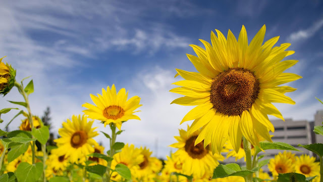 HD Wallpaper Sunflowers, Flowers, Field+ Wallpapers Download