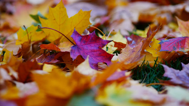 Wallpaper Autumn Fallen Leaves+ Wallpapers Download