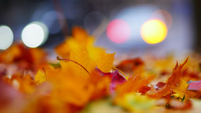 Wallpaper leaves, Leaf, Autumn, Autumn color+ Wallpapers Download