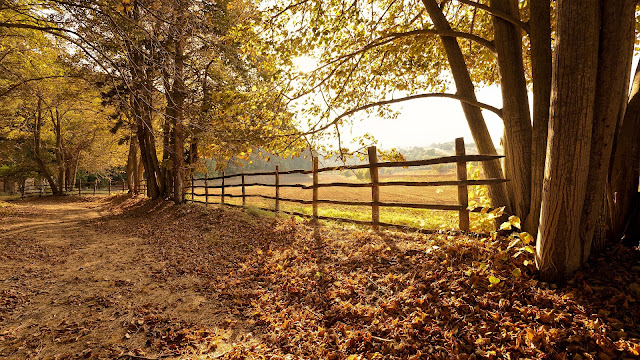 Wallpaper Sunset, Fence, Autumn, Leaves, Trees+ Wallpapers Download