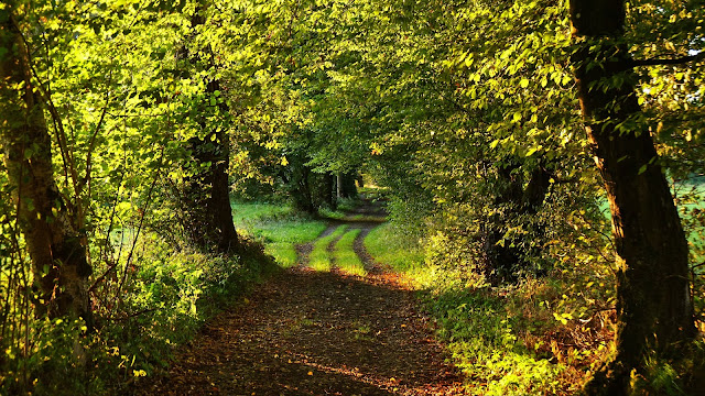 IPhone wallpaper path, Trees, Green, Nature+ Wallpapers Download