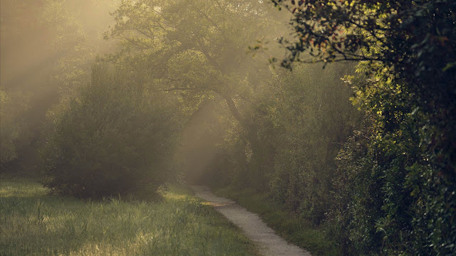 Forest Path Wallpaper In The Morning Trees+ Wallpapers Download
