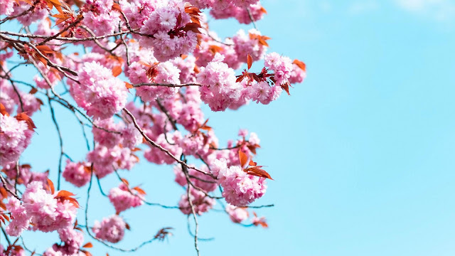 Wallpaper Blue Sky, Sakura, Flowers, Branches
+ Wallpapers Download