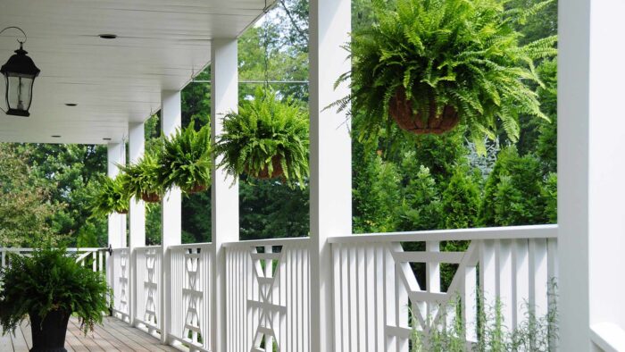 outdoor veranda garden zoom background with green plants