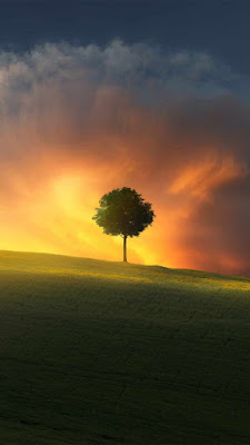IPhone Wallpaper: Burning Sky Sunset, Tree, Field, HD+ Wallpapers Download