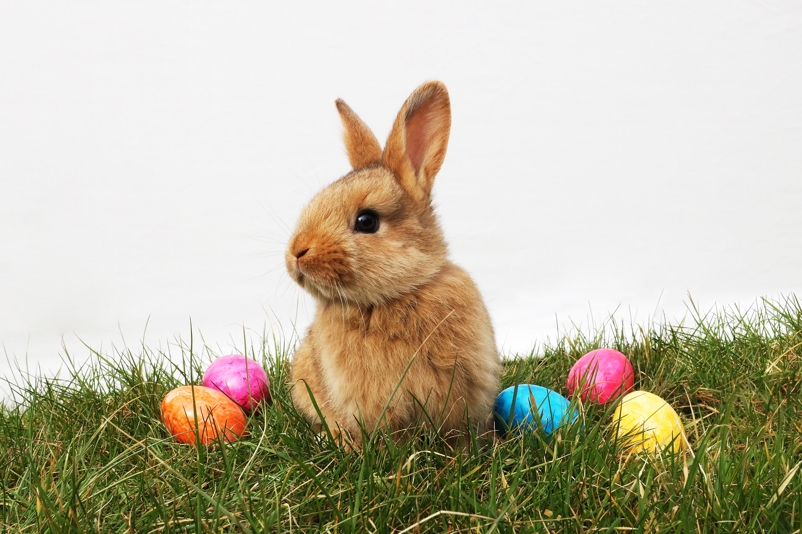 2560px bunny with eggs in easter