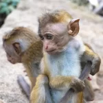 Baby monkey siblings