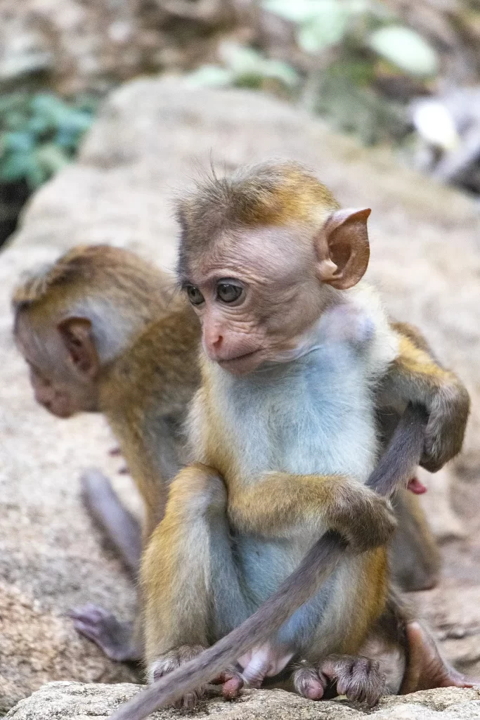 Baby monkey siblings
