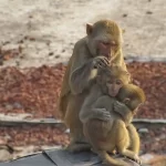 Dhamrai monkey family